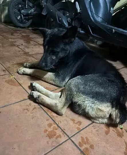 Tìm chủ cho Chó Đi Lạc Khu Vực Nhà Hát Lớn Tối 28-7-2026