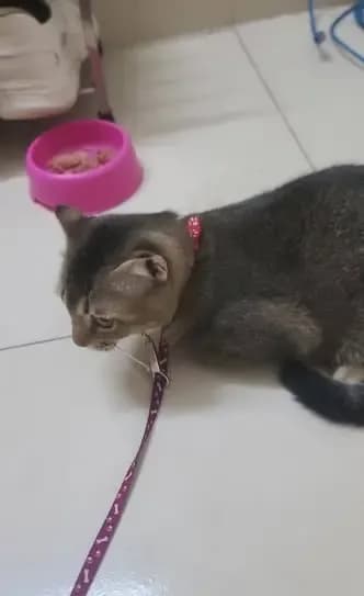 Tìm chủ cho mèo con lạc gần Circle K Kim Văn Kim Lũ, Hà Nội