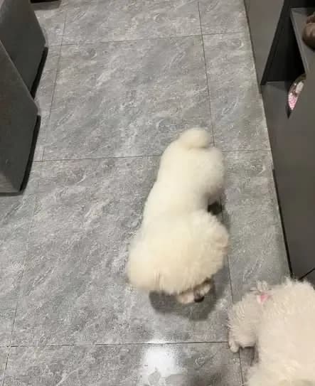 Tìm chủ cho chó lạc chạy vào nhà tại Vũ Hữu, Nam Từ Liêm