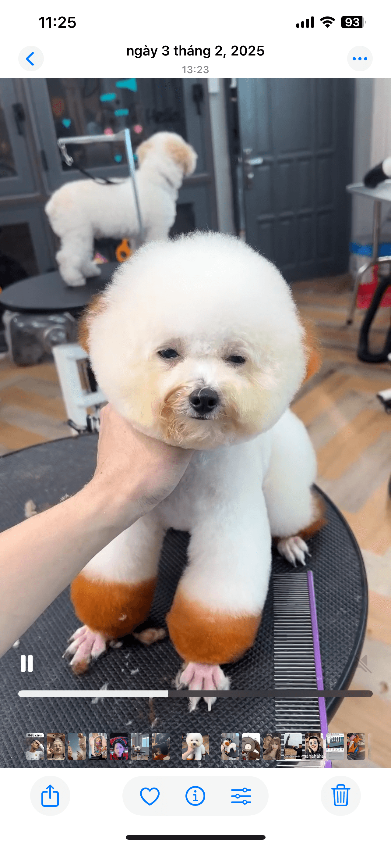 Bé cún poodle,rạch giá kiên giang 3/2 hoa kiểng thanh trúc