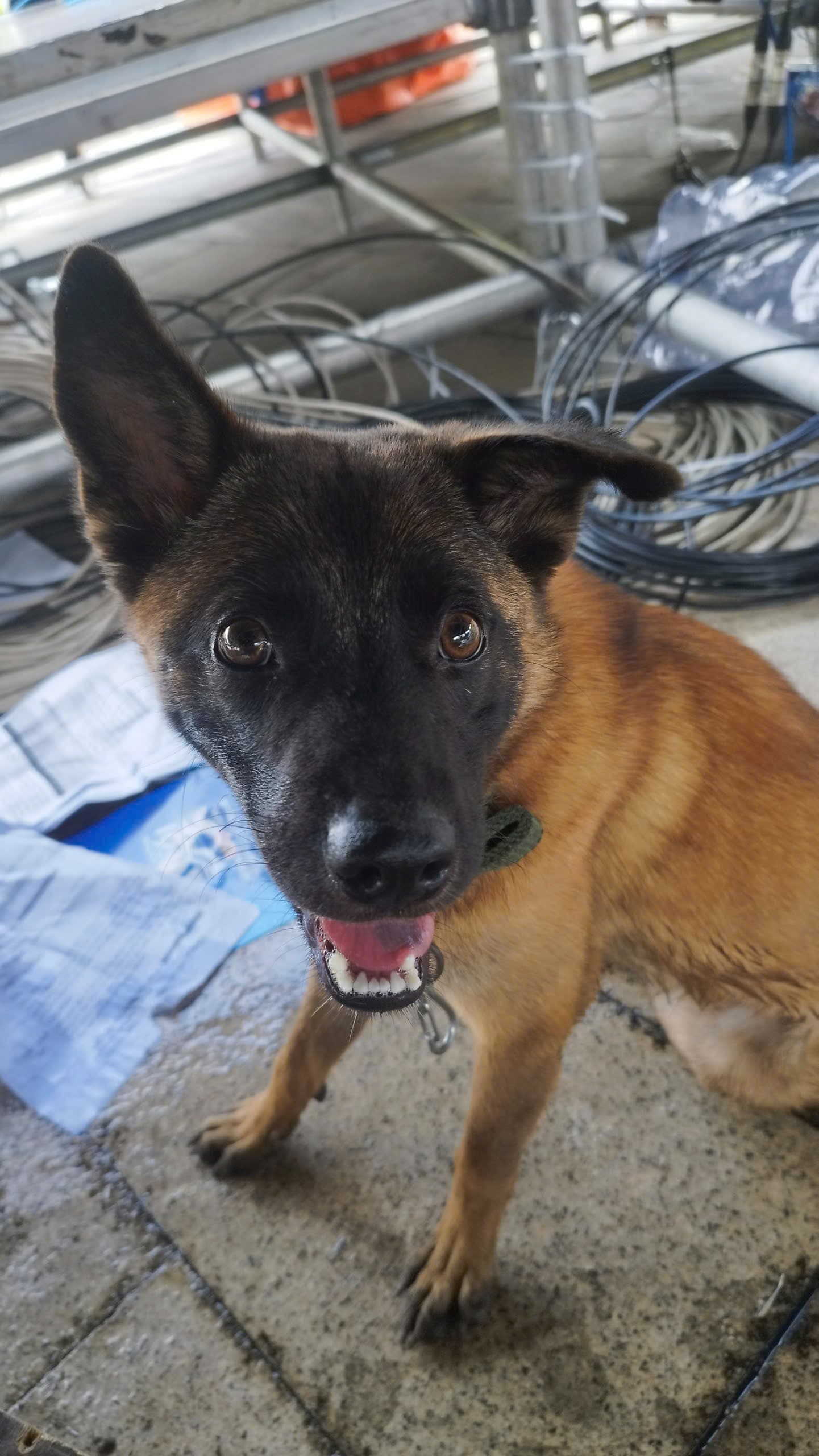 🆘 TÌM CHÓ BỊ LẠC – CẦN GIÚP ĐỠ GẤP 🆘