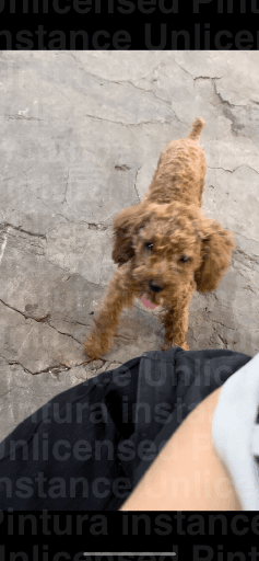 Tìm pet đi lạc tại số 7 Nam Dư / Lĩnh Nam