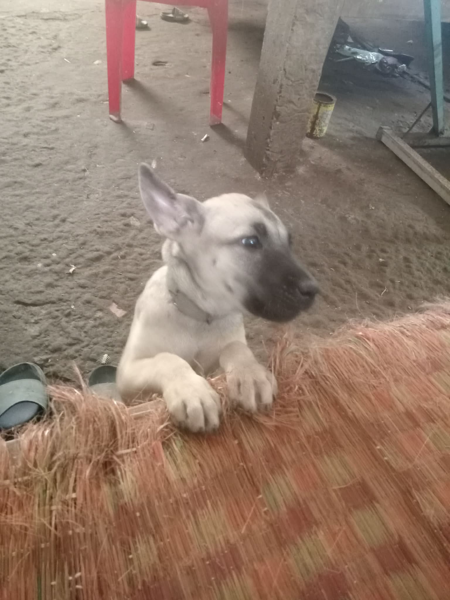 Tìm chó con 