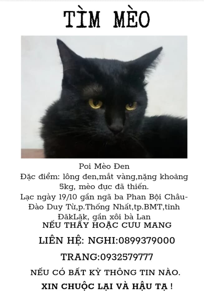 Tìm Mèo
