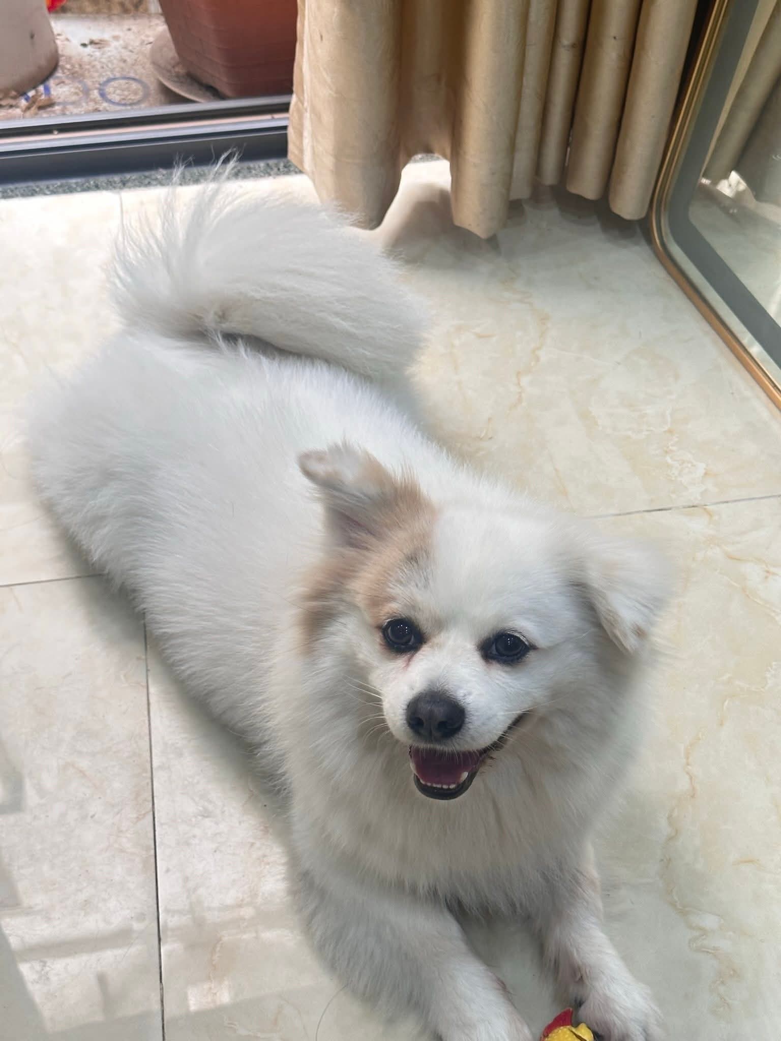 Tìm chó thất lạc