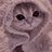 Thái Sumi