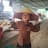 Chieu Ly